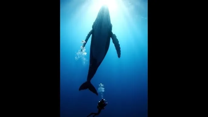 美人制造 电视剧 - 深蓝星球：探索海洋深处的未知世界